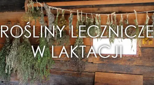 Szałwia na laktację: Ile pić, by bezpiecznie wyciszyć mleko?